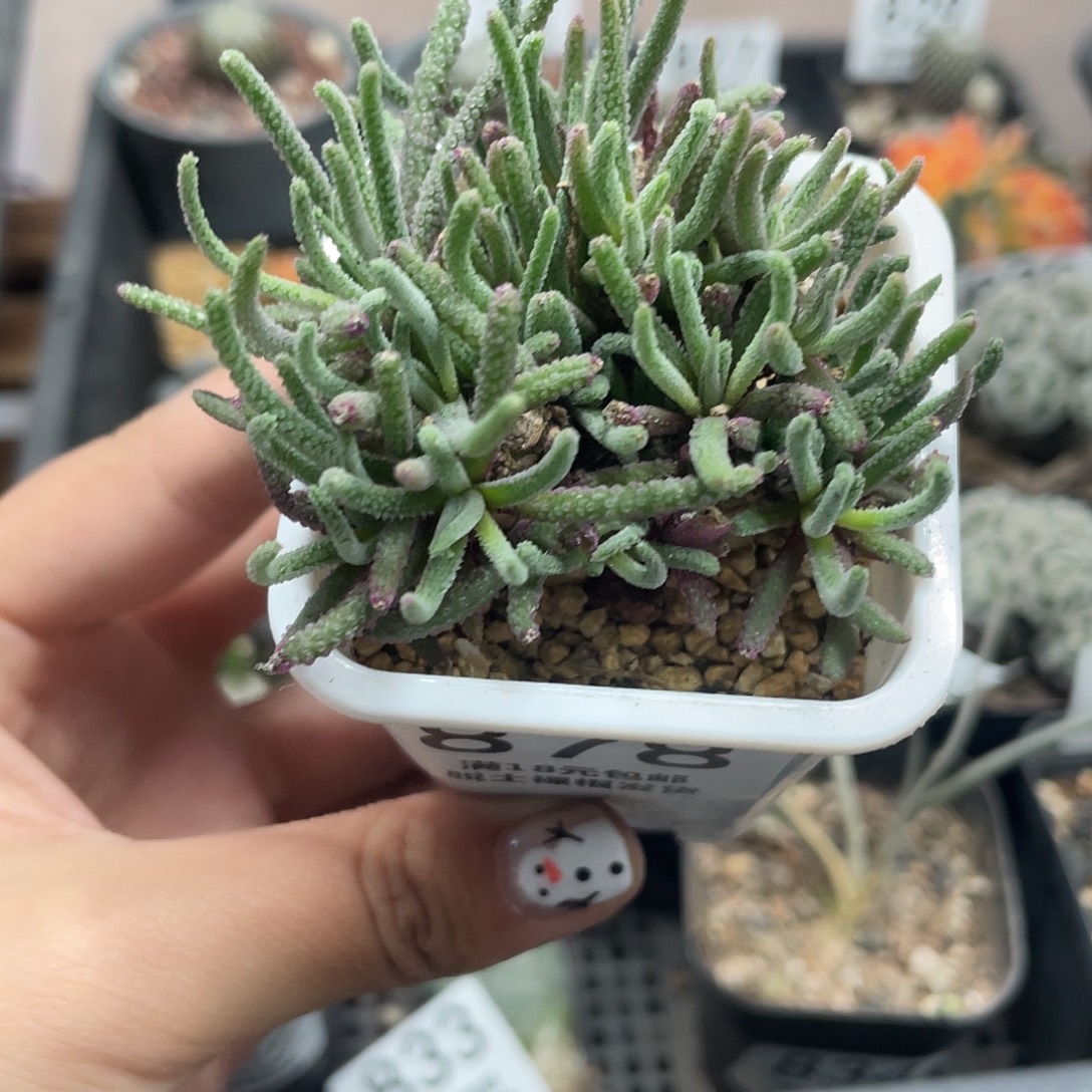 878天赐块根植物仙人球