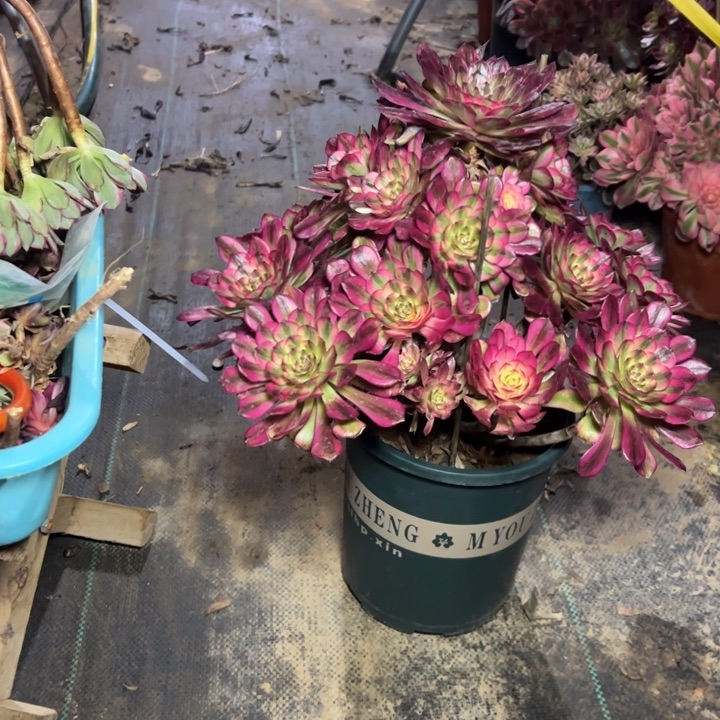 14舞多肉多肉多肉多肉