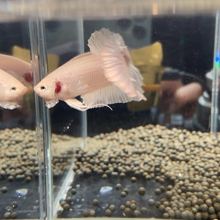 斗鱼黑54号巨斗将军