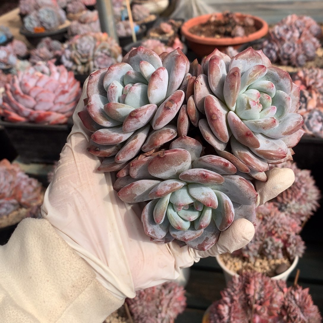 无花朵星影无砍花花花花花花花花花8