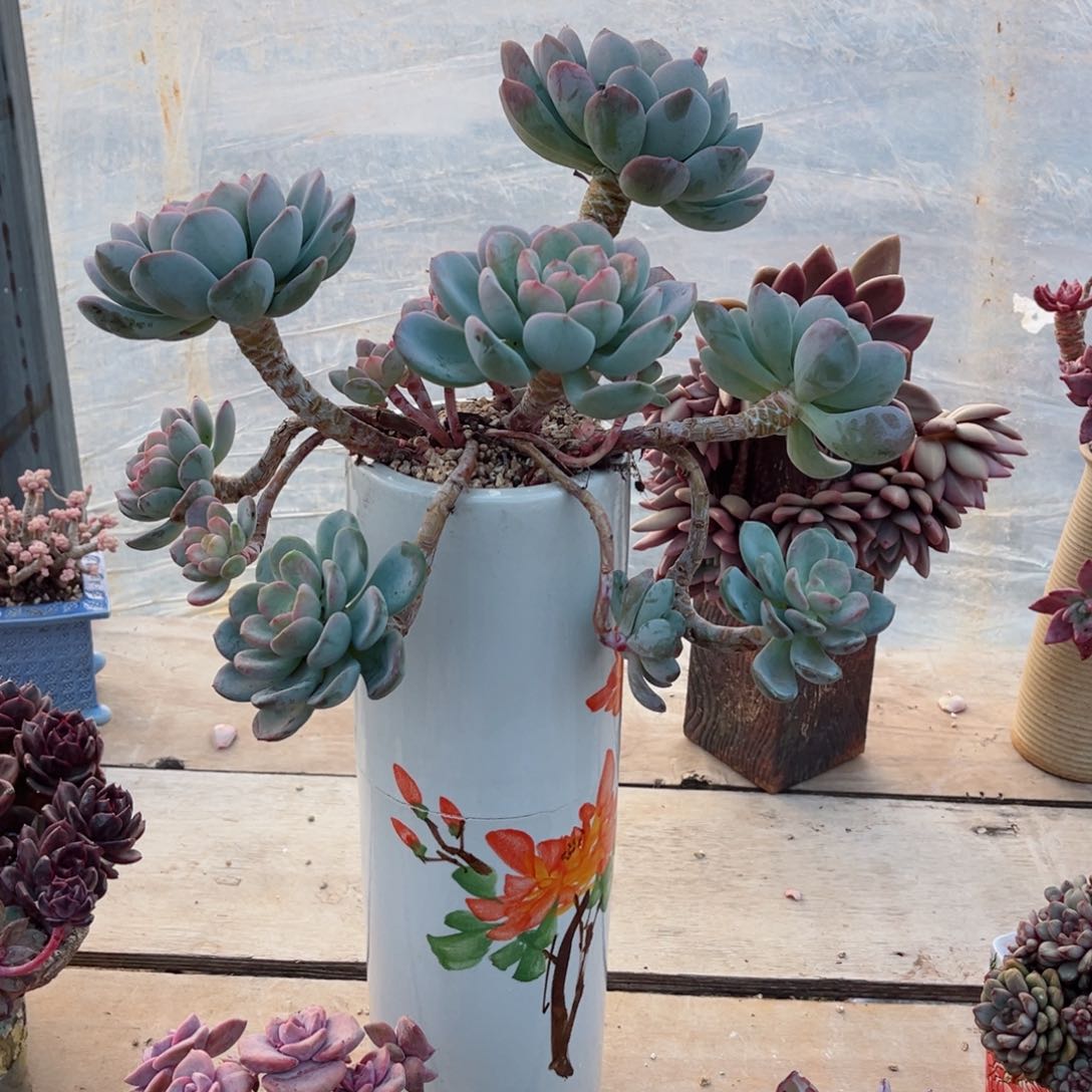 你是不是在。你的。你的