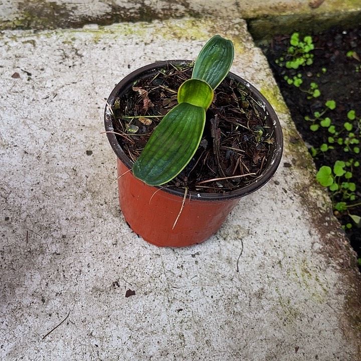 完全开放微型短佛光