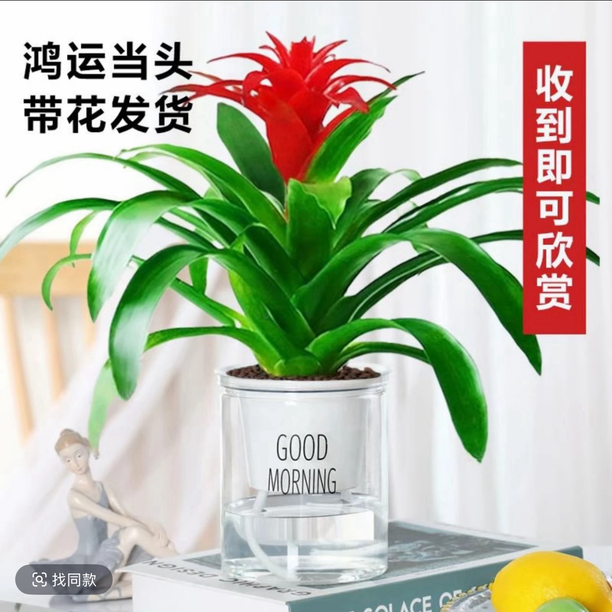W鸿运当头盆栽室内客厅办公室书房玄关植物花卉凤梨红星红花