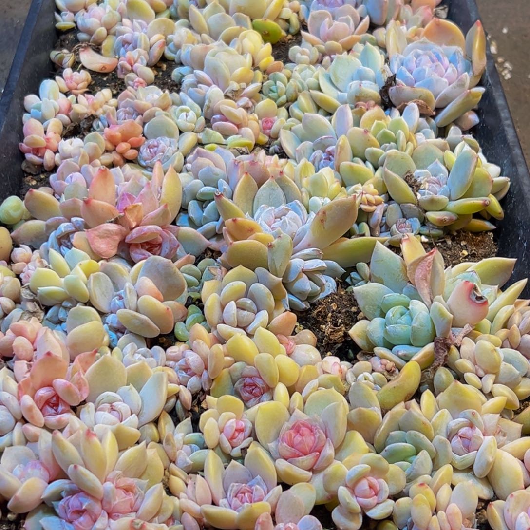 867多肉葡萄的味道是真的很