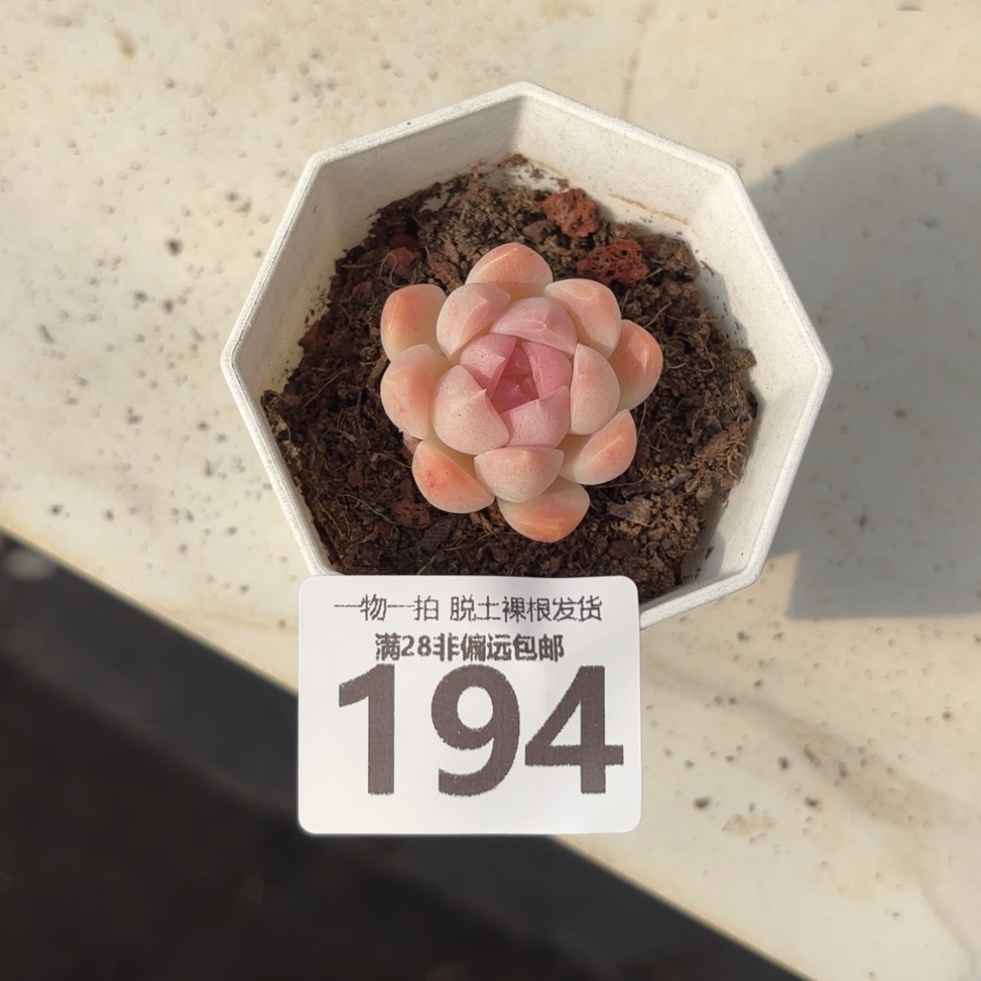 白桃汽水单头无盆土发货