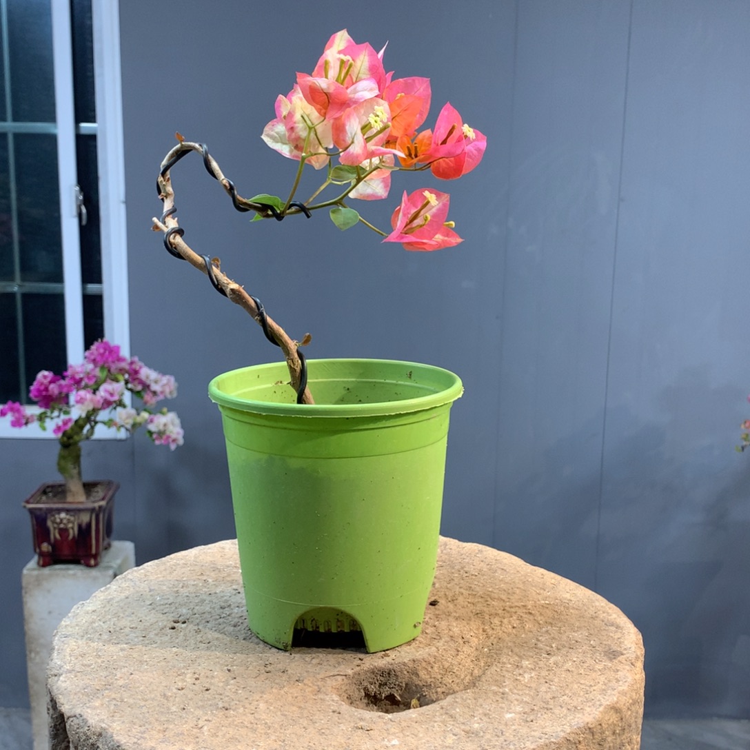 大量花朵（建议范围：8朵-15朵 或40%以上）