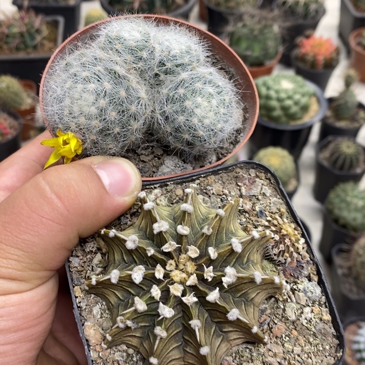 肋骨芳香丸群2颗特价