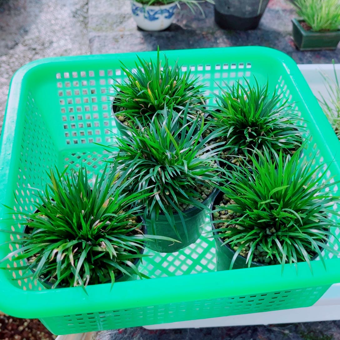 红***桃无花朵红了樱桃五盆金钱8888888