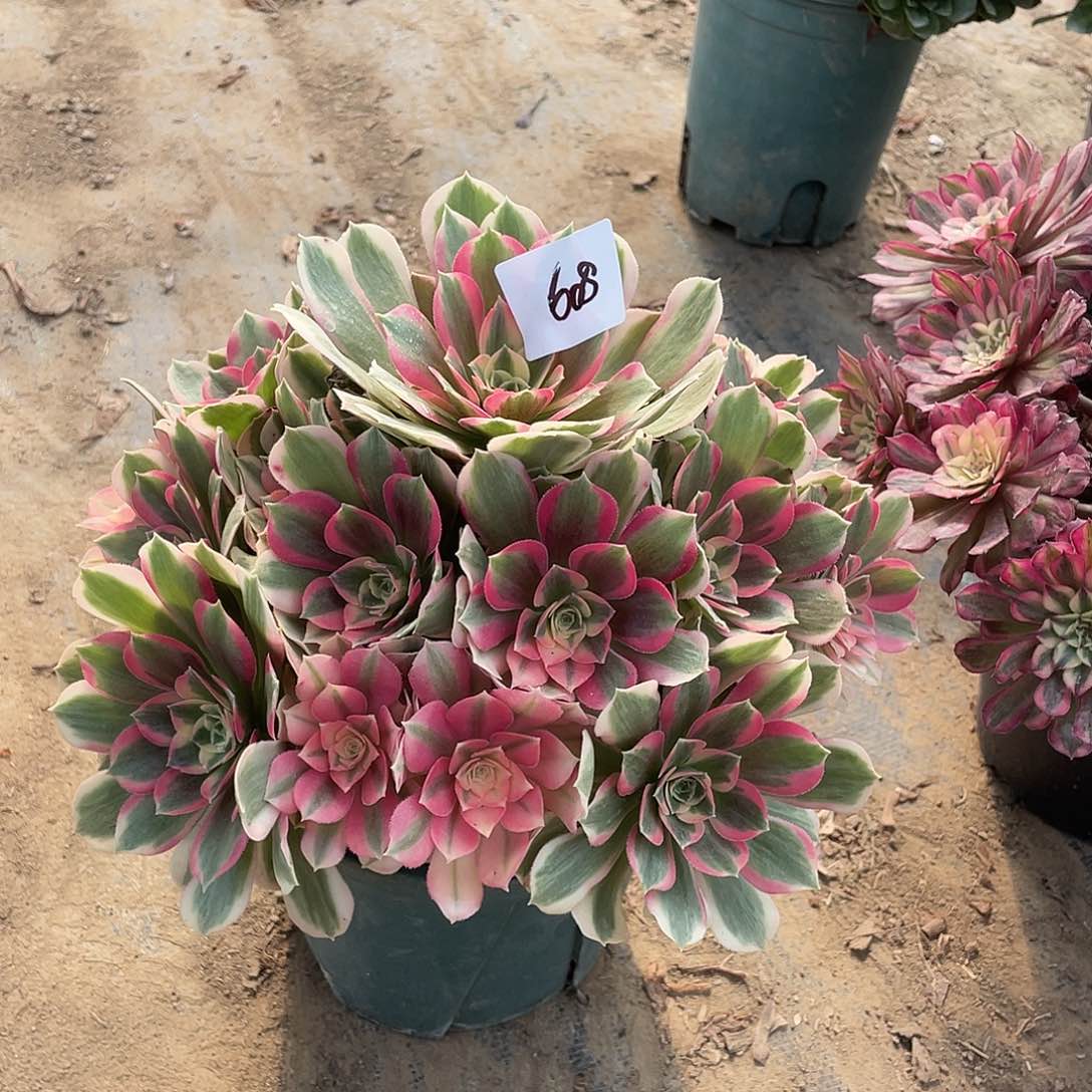 608法师植物粉女郎