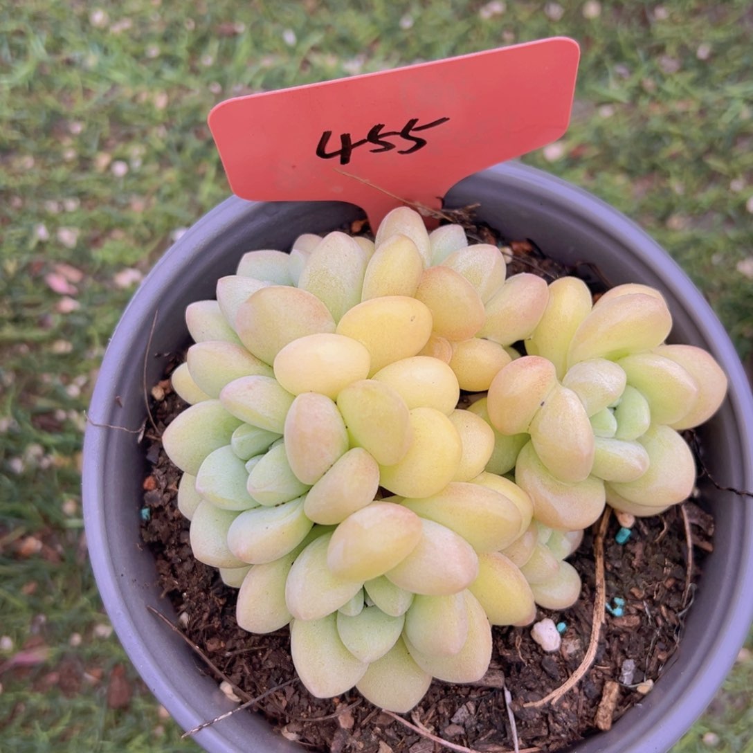 香玉的故事是一个人的