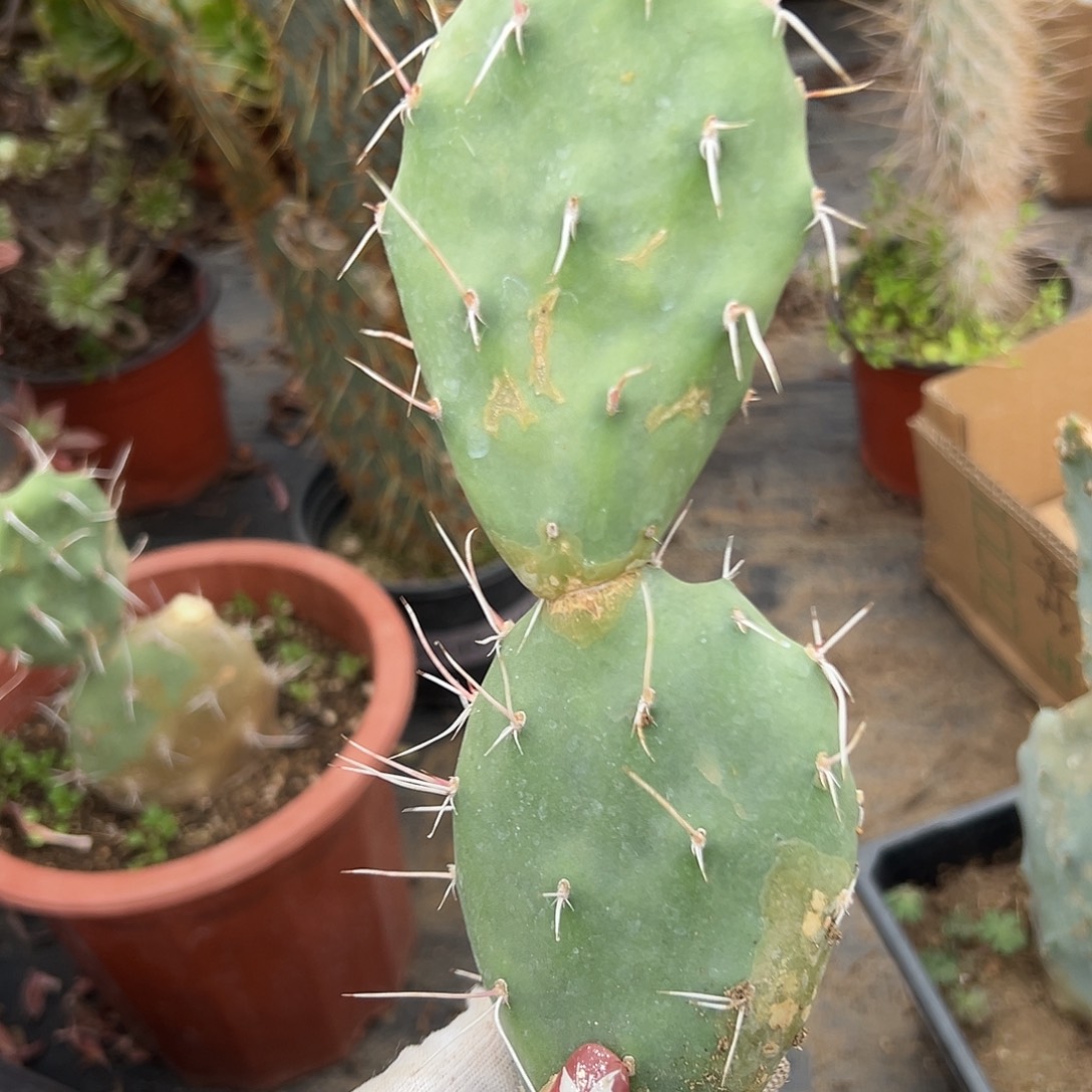 多肉植物曲刺硫磺