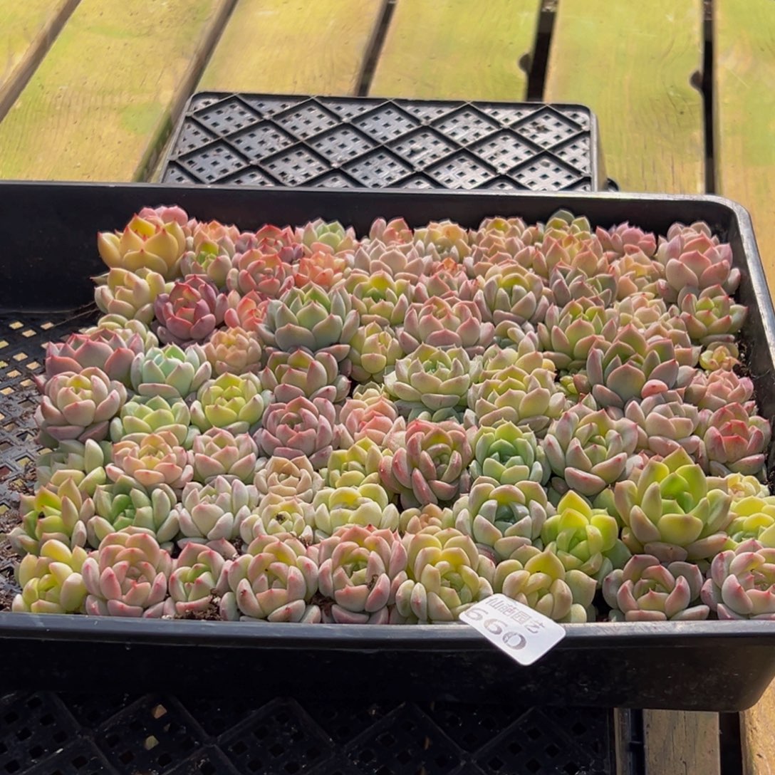 660大热天大雾天气持续时间较短时