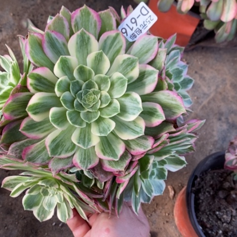 616万彩灯满25包邮多肉