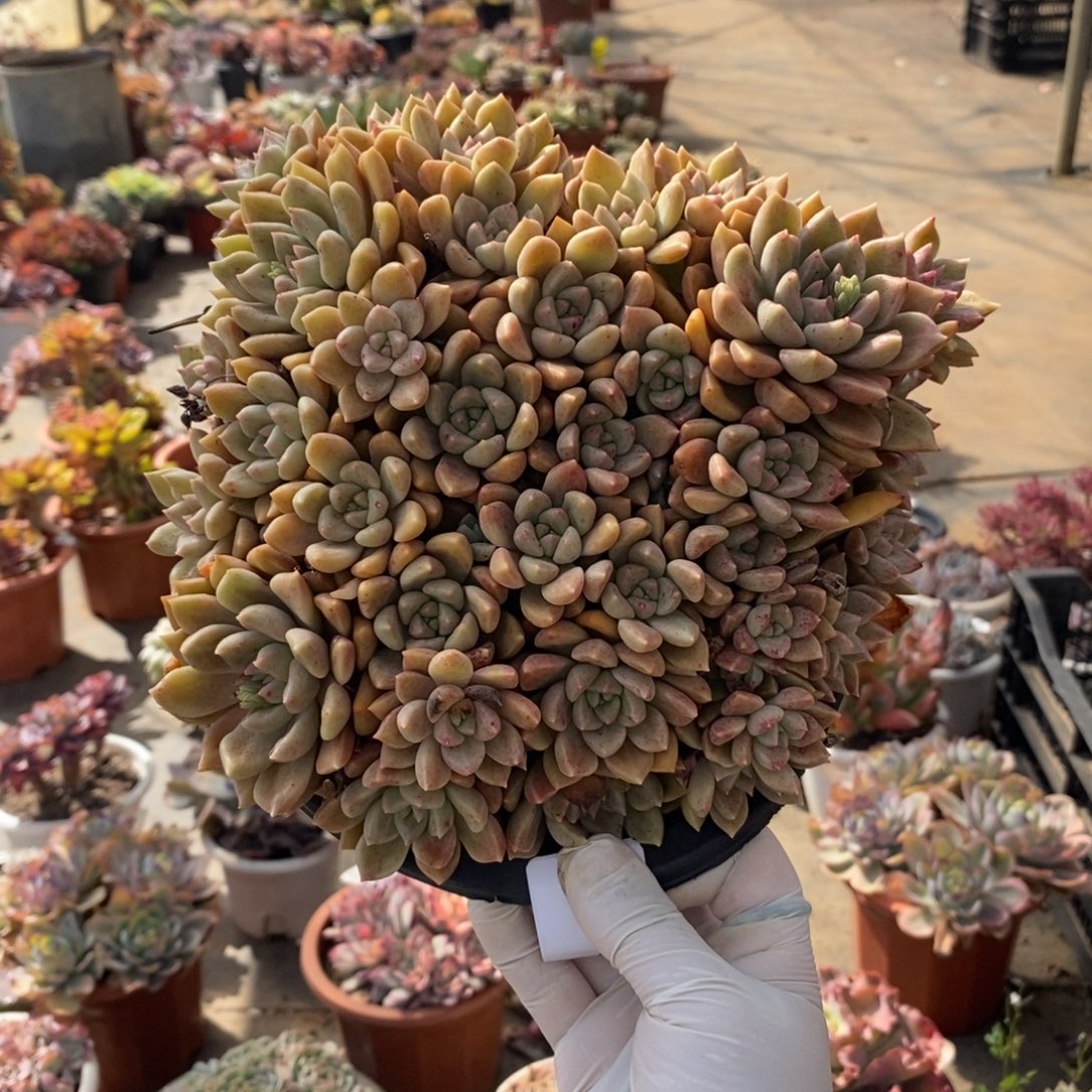 759璀璨老桩一物一拍