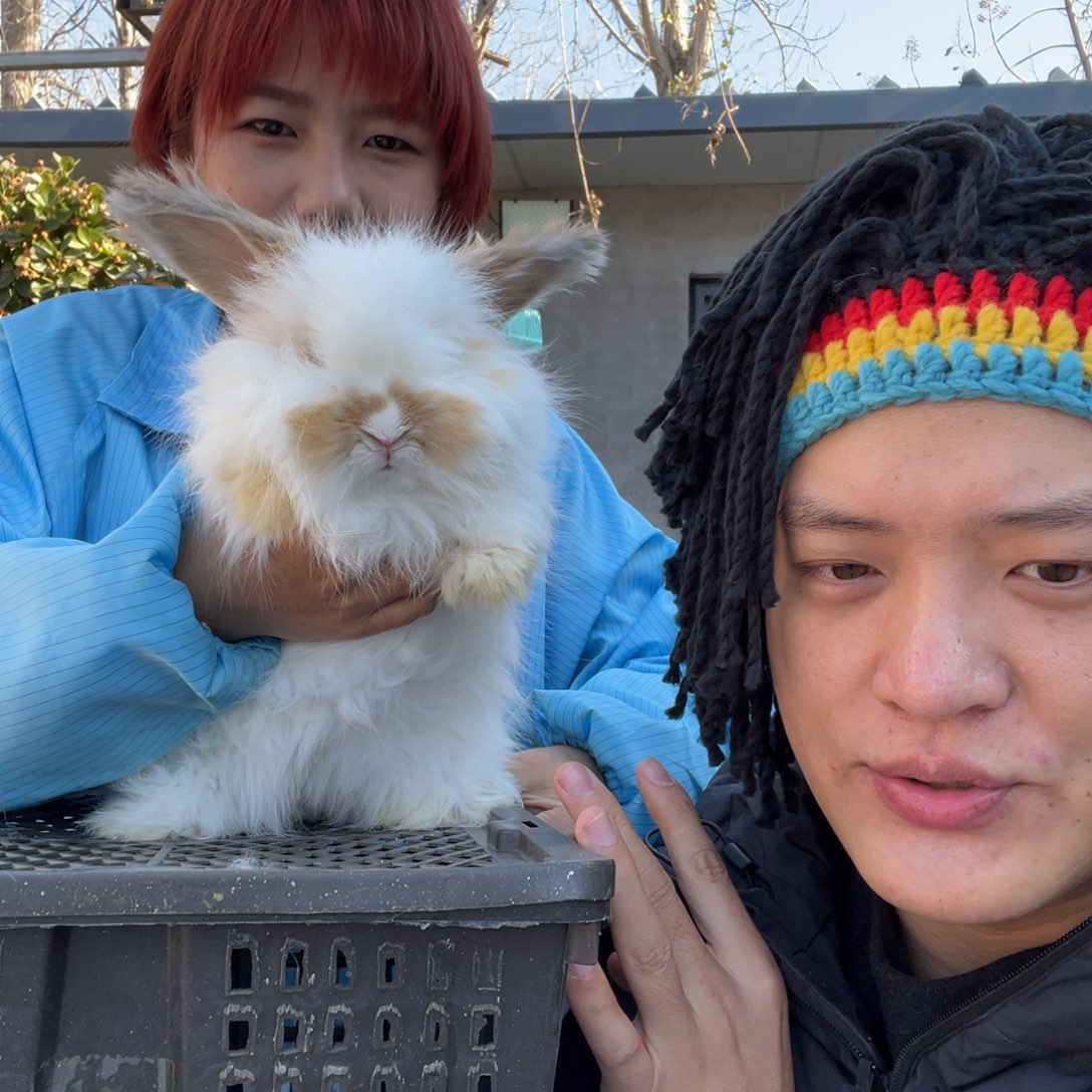 宠物兔英系安哥拉兔