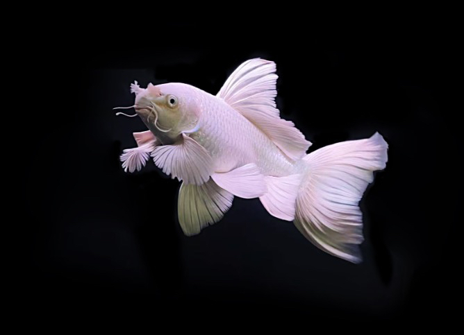 精选灰鳍红猫普身蝴蝶鲤尺寸13-15公分