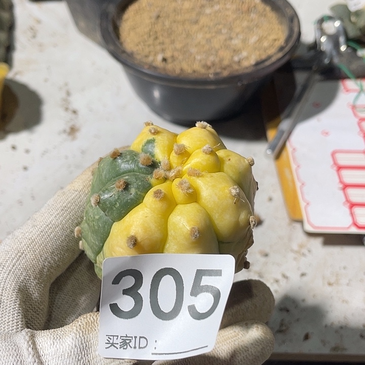 三角嫁接305号盔甲都