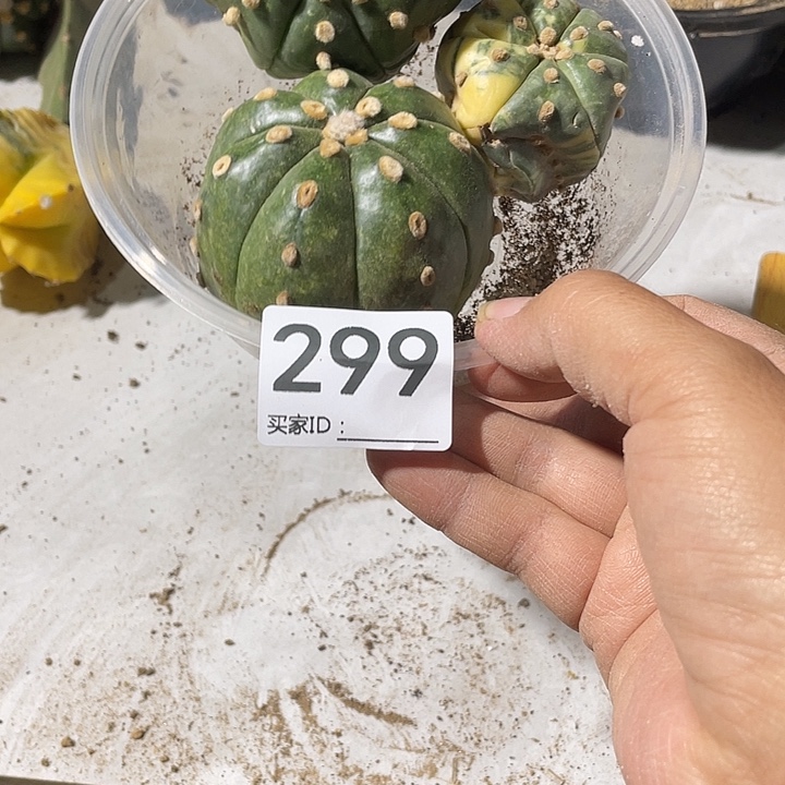 三颗小琉璃299号一个