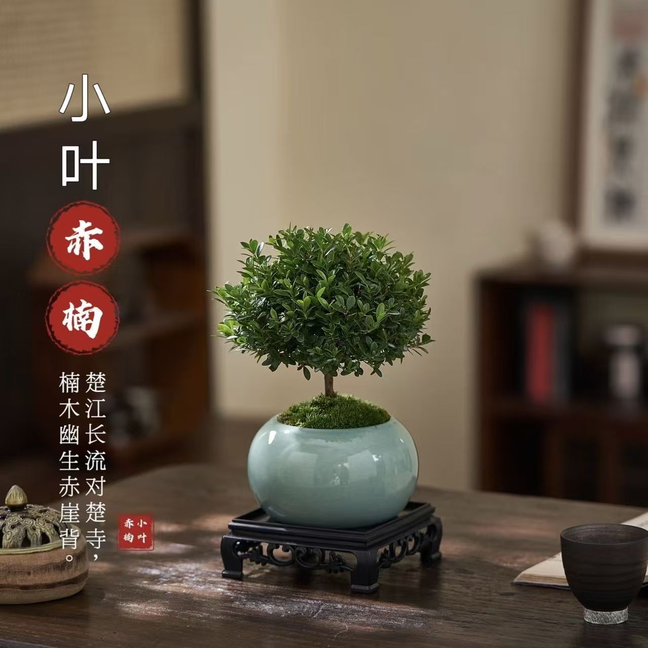 小叶赤楠老桩盆景四季常青居家茶室办公室摆新手易养绿植净化空气