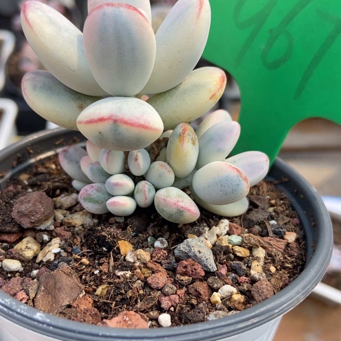 967福娘锦多肉植物保护