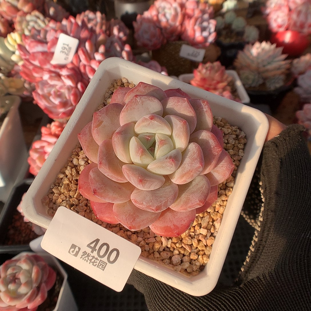 400糖心多肉植物666