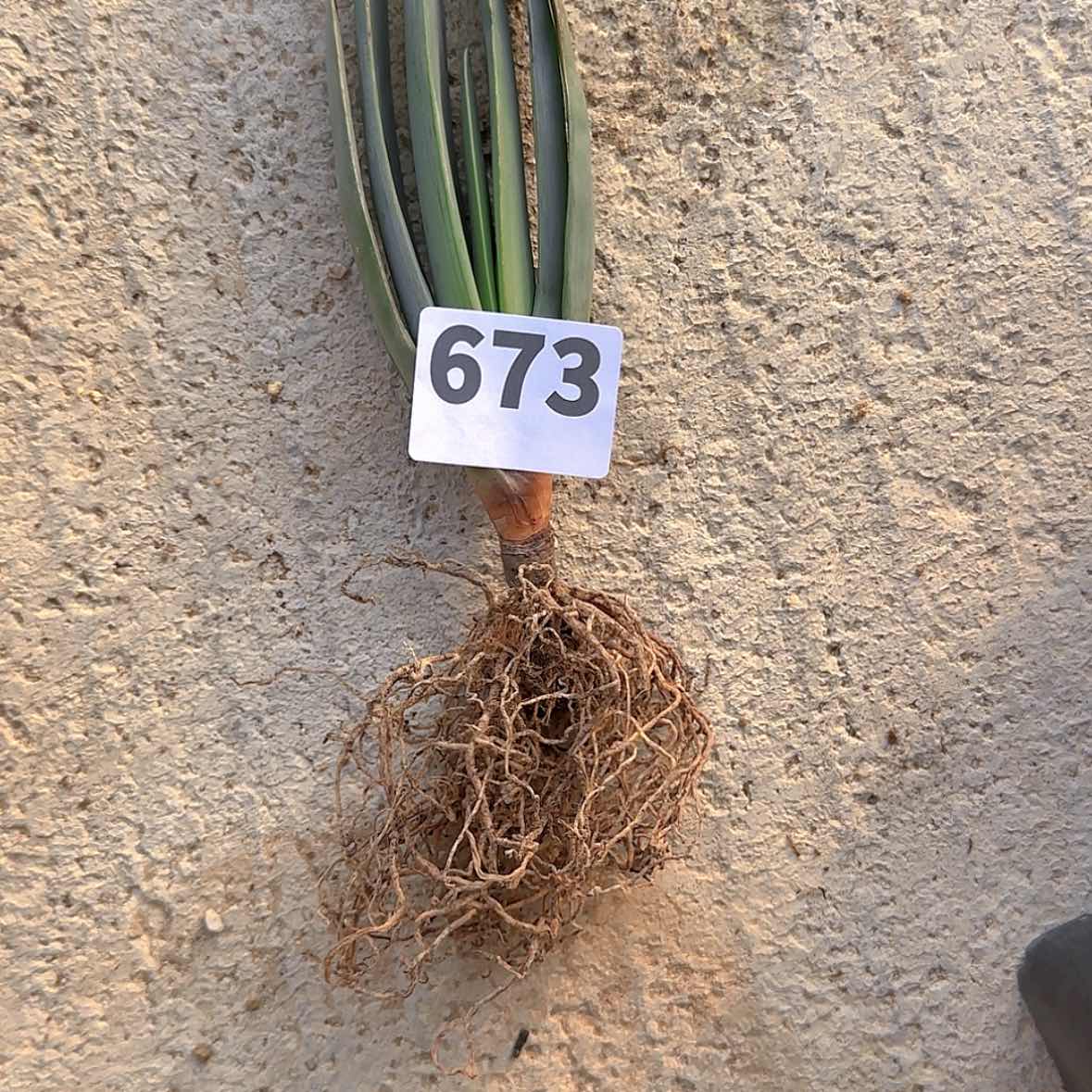 【闪购商品】马*块根植物