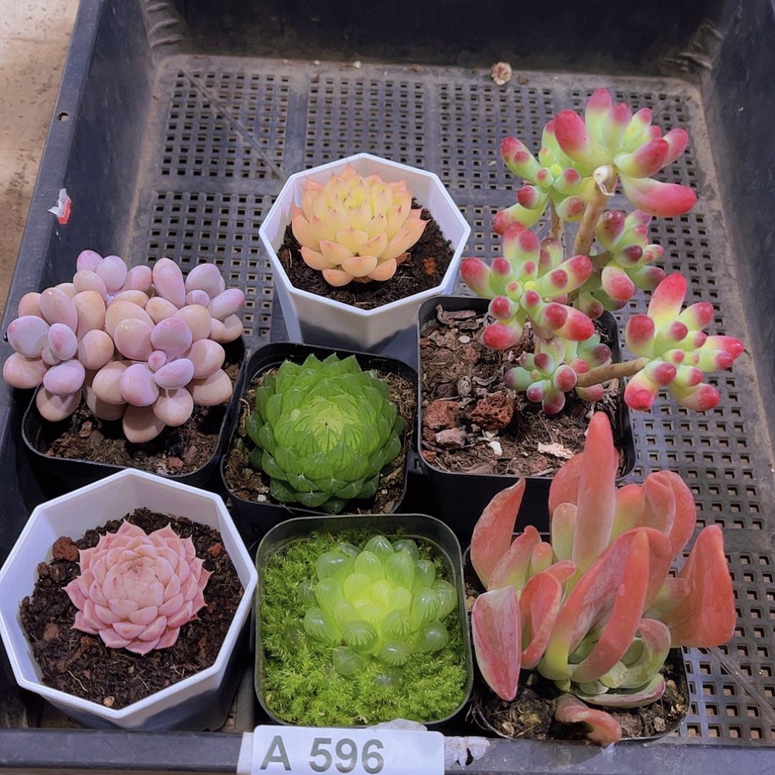 多肉596多肉植物