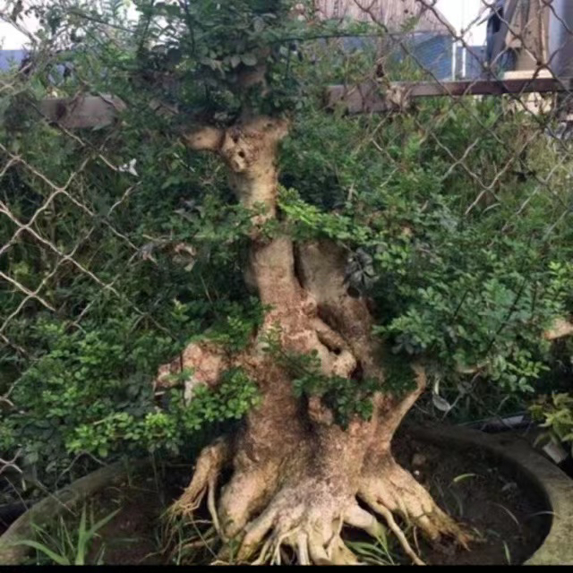 盆景 小盆景 微型盆景 造型盆景[10]