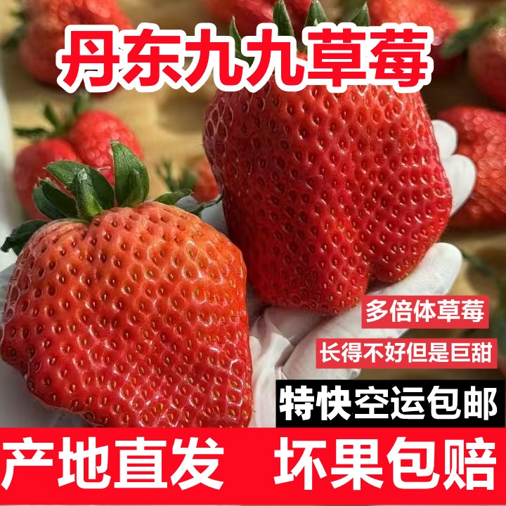 丹东九九多倍体草莓红颜奶油畸形大扁果新鲜现摘丑大漂亮顺丰包邮