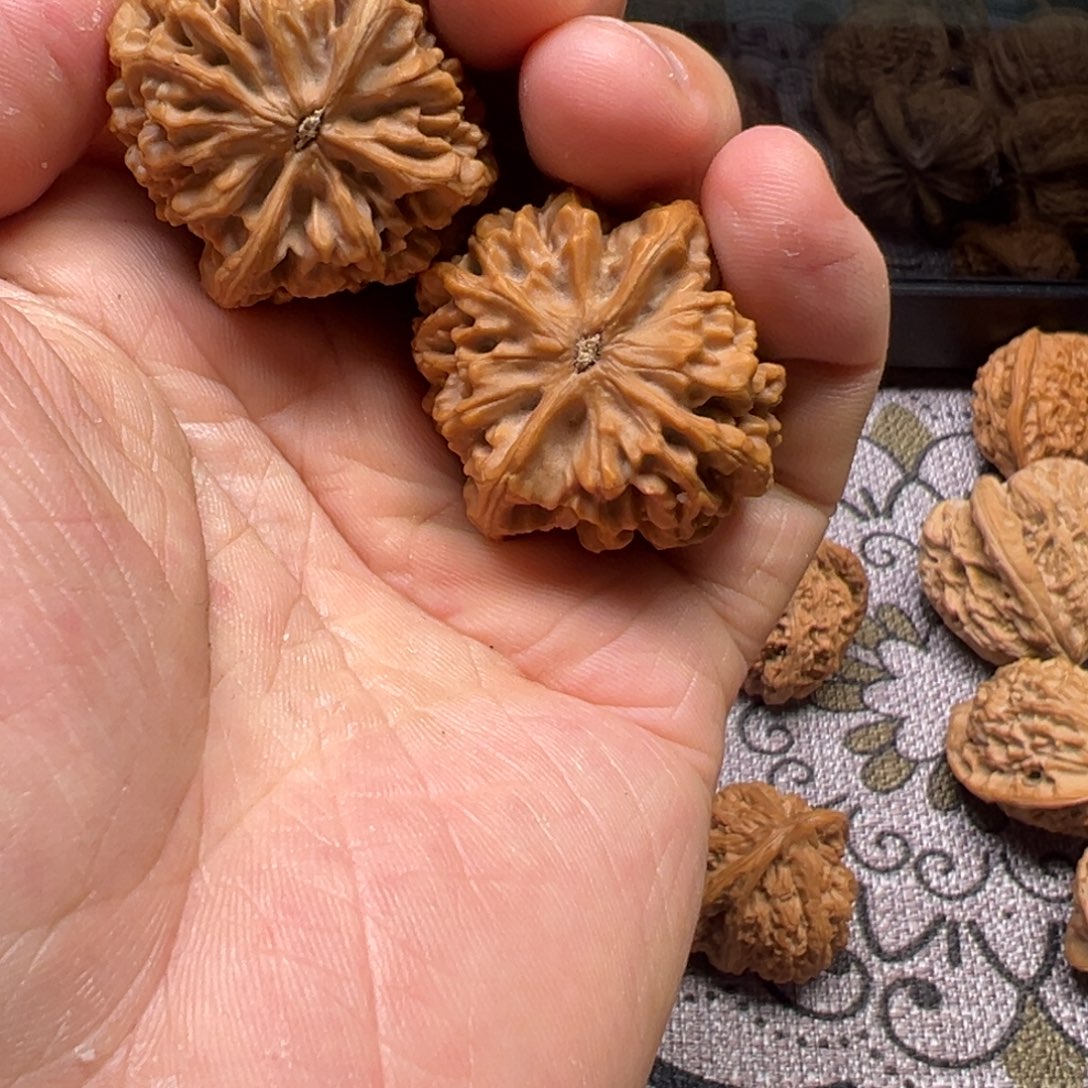 白***纸吊坠龙脊菩提秦闷