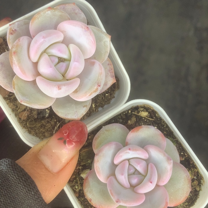 新版。韩版。奶茶。（满9.99包邮不满9.99发叶子）