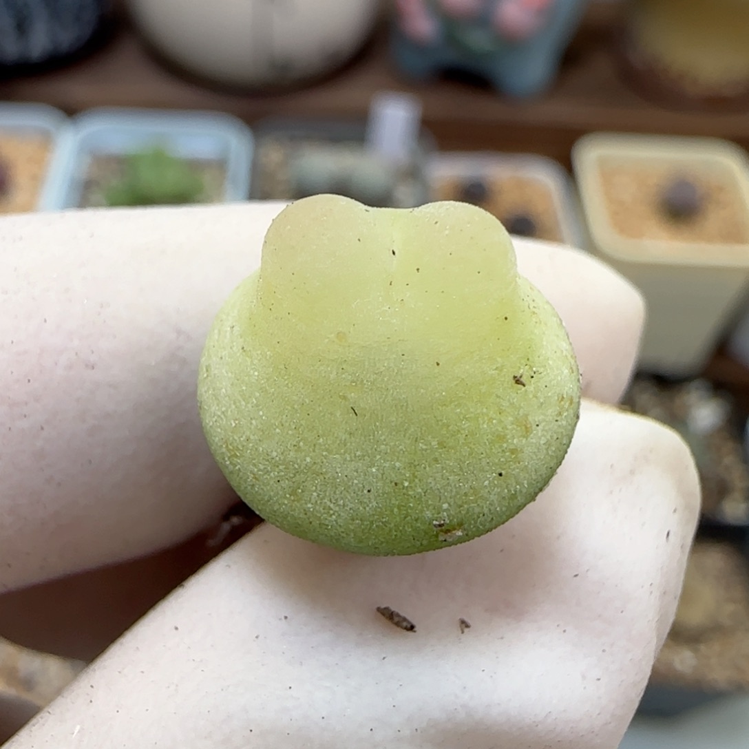 356日系大红拉登