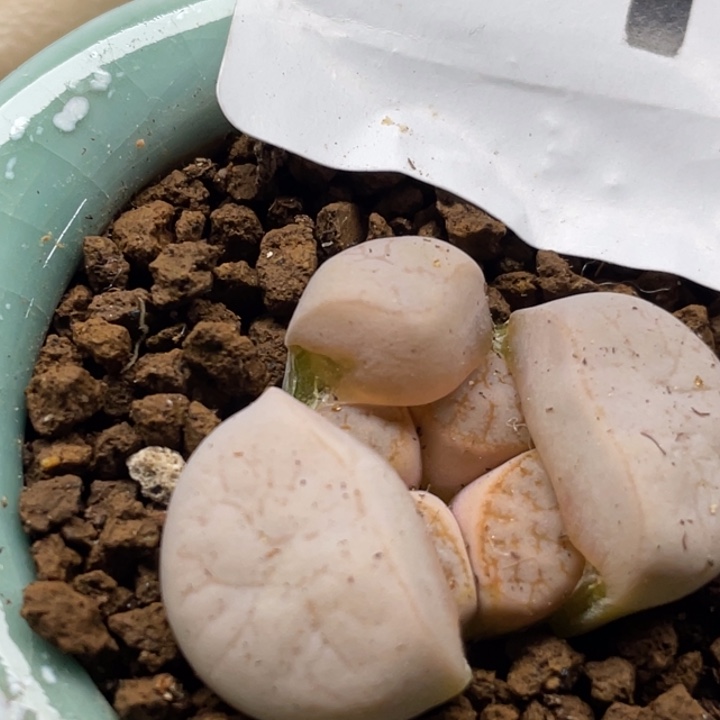 完全开放811荒杂带盆lllllllll