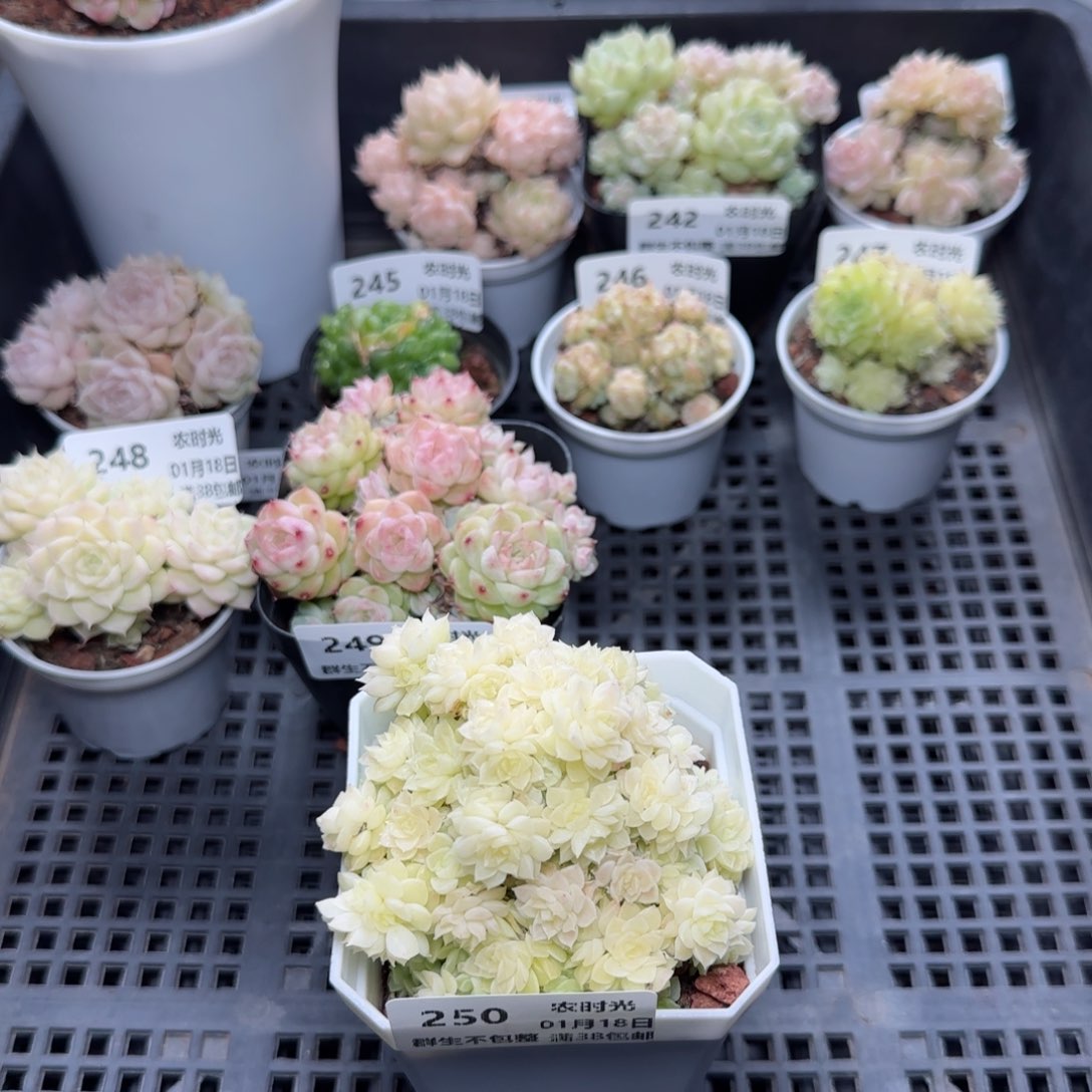 0118-250优选麦秆