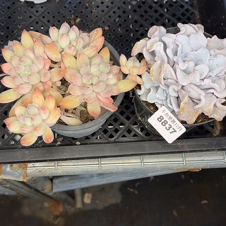 阿雅园艺。      8837两颗