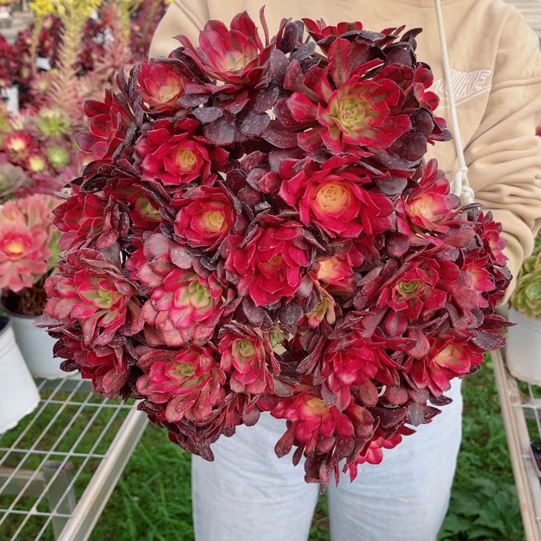 月婵掐心量拍多肉法师