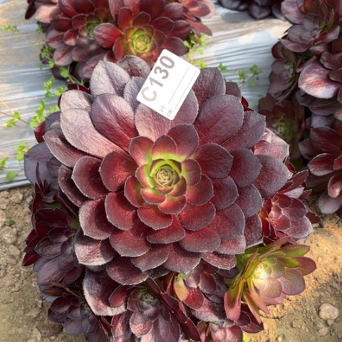 多肉植物黑寡妇捧花