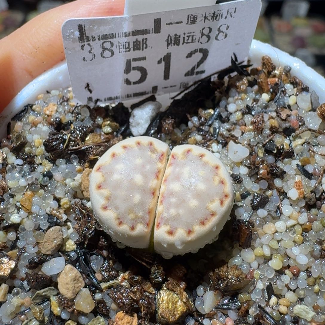 Sss生石花清货价512