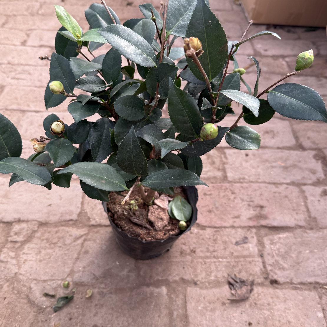 福利款香妃茶花无售后