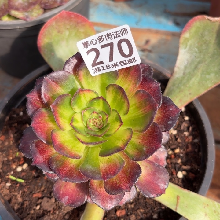 270海王七彩掌心多肉法师锦不包侧枝断