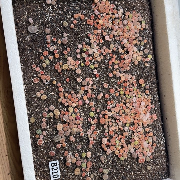 生210石花整框脱土发货不售后