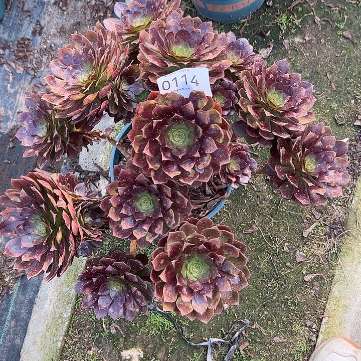 0114赤炎链多肉植物