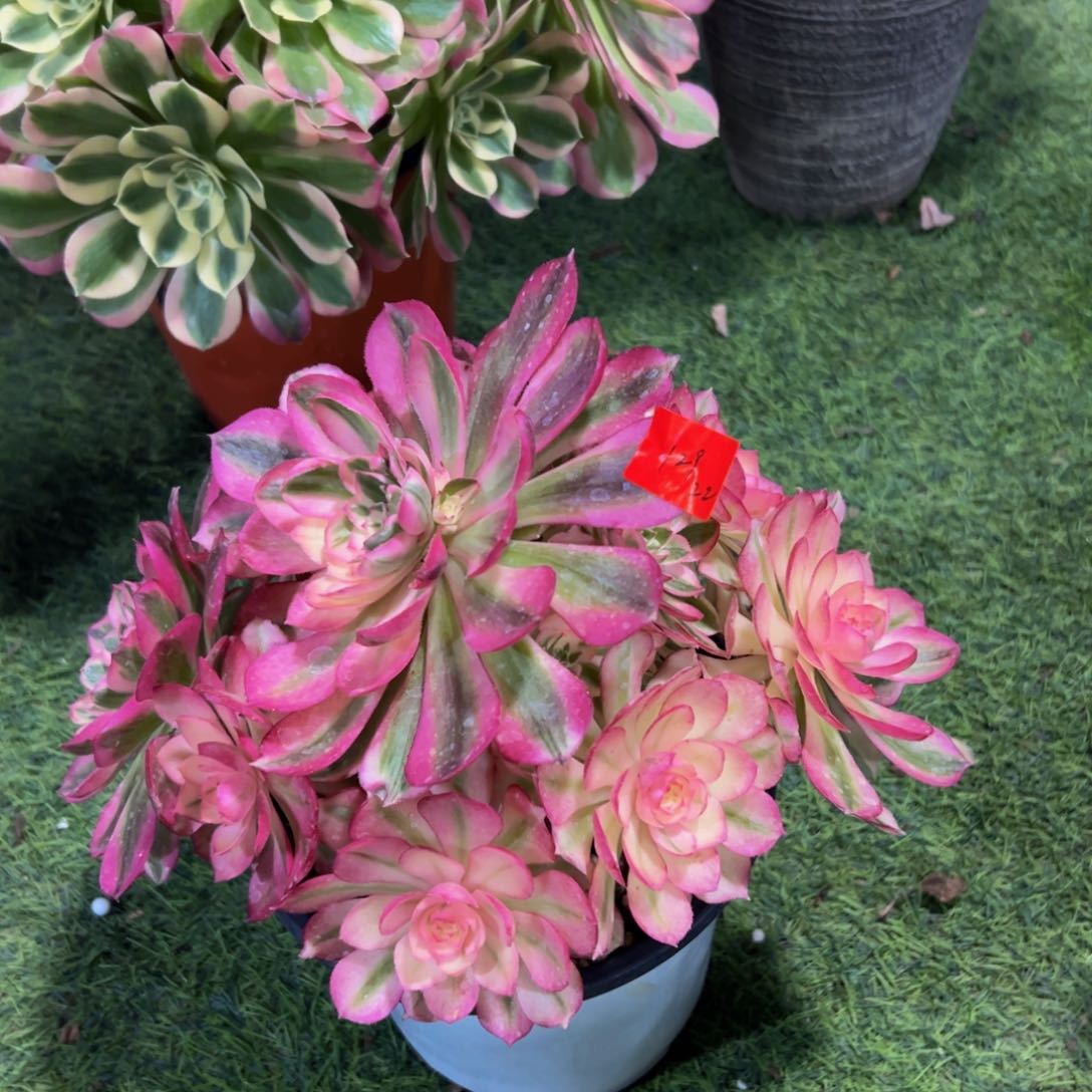 129炖肉植物发货荔枝