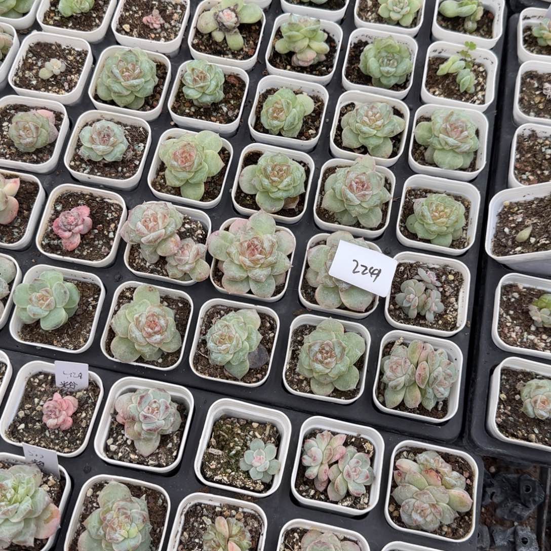 2241 号一半托满20包邮