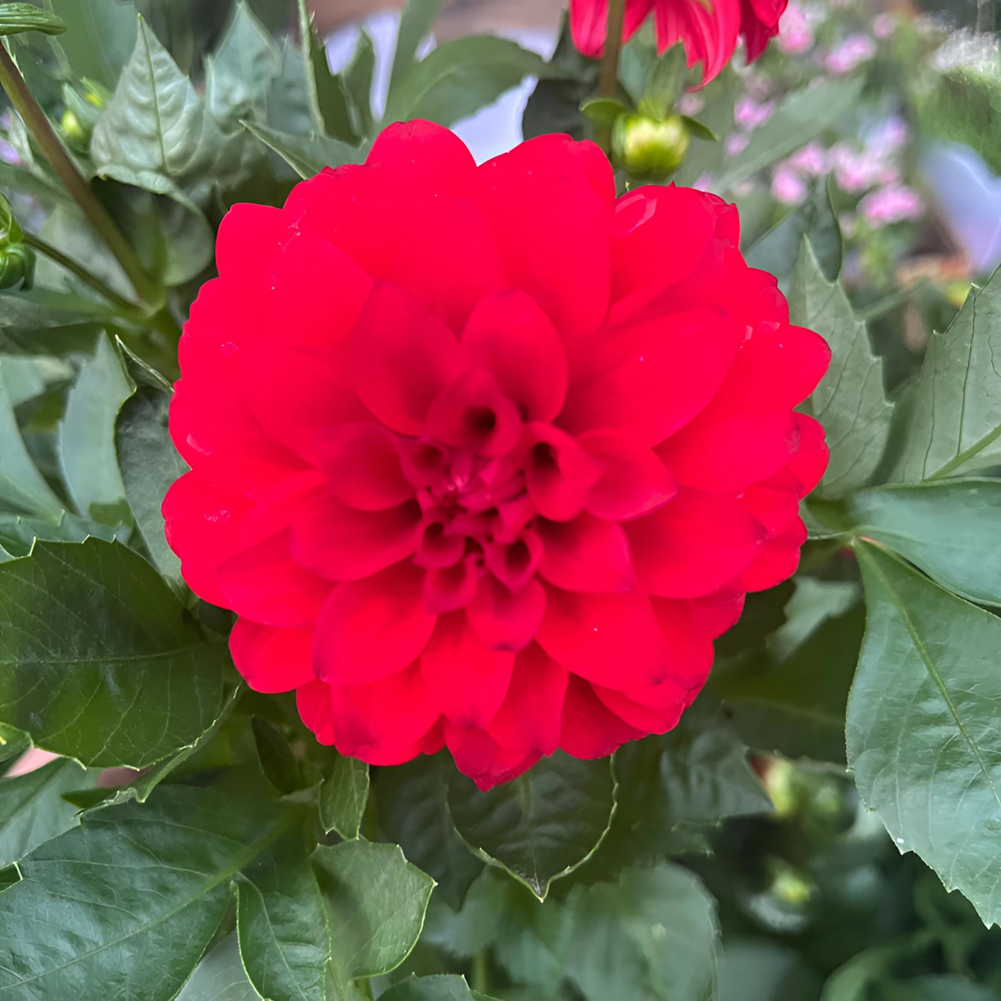 【红伟】（中国红）小丽花客厅阳台桌面盆栽