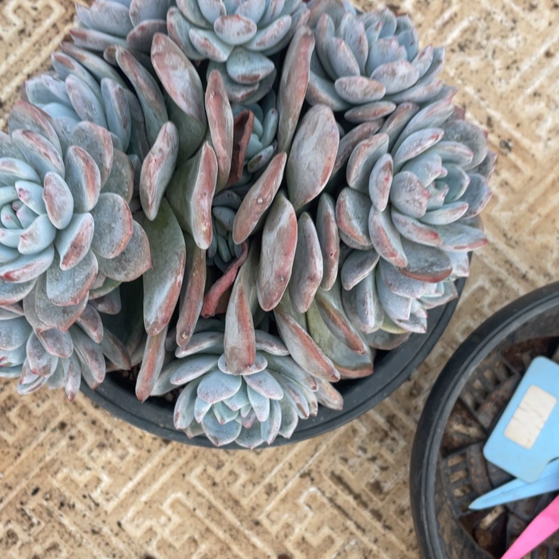 紫皮星影群生多肉植物