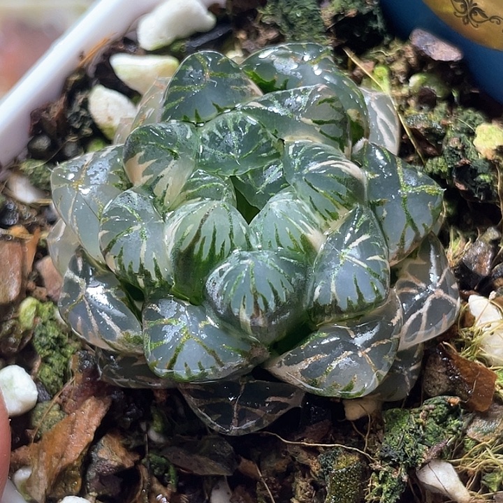 725卜卜紫锦特选福利