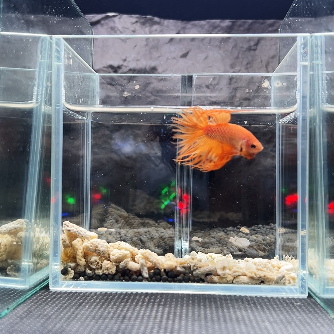 斗鱼精品精品家里精品