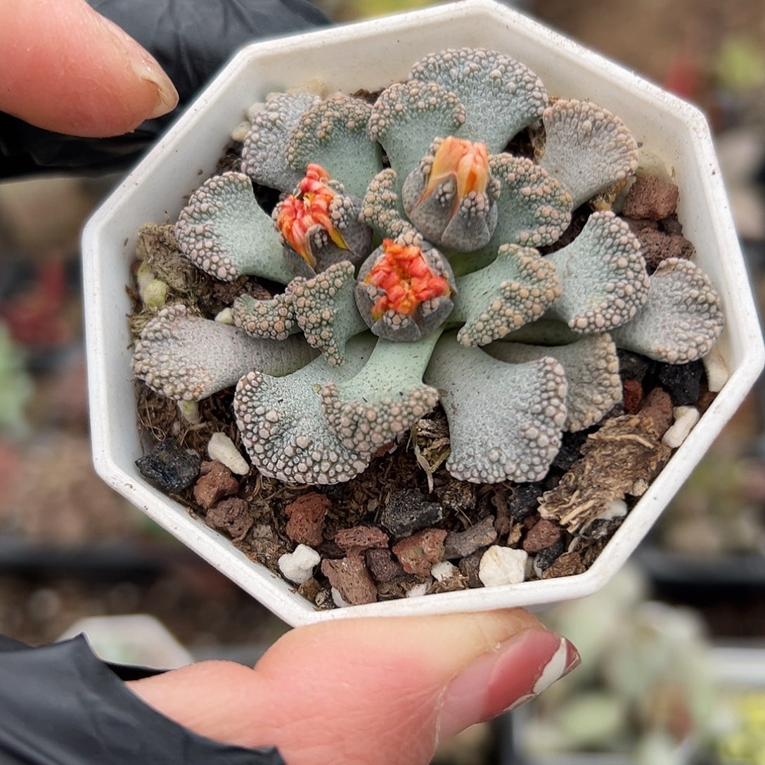 多肉植物小天女开花了