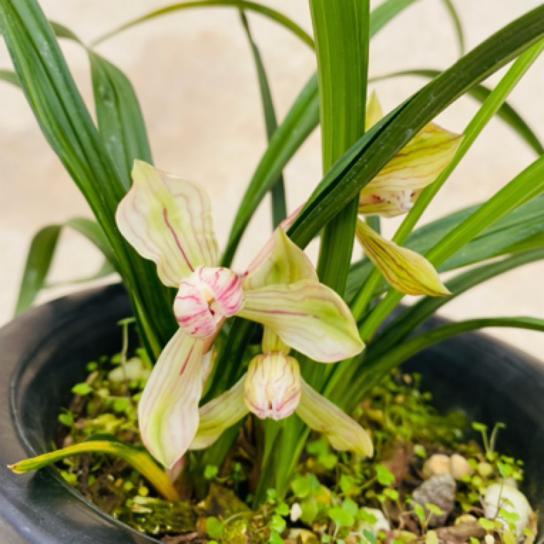 春兰浓香型水晶二王